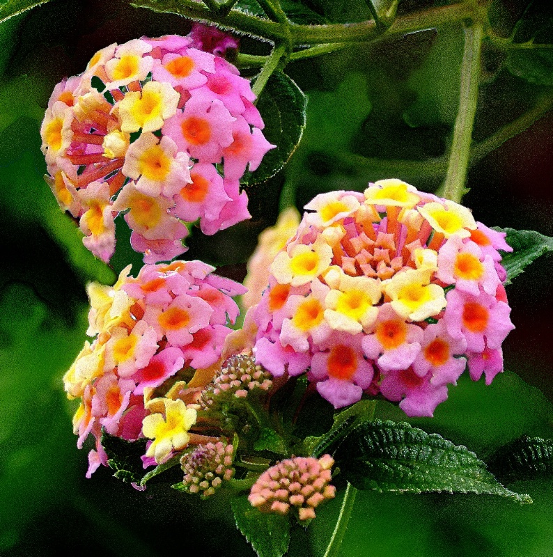 Lantana