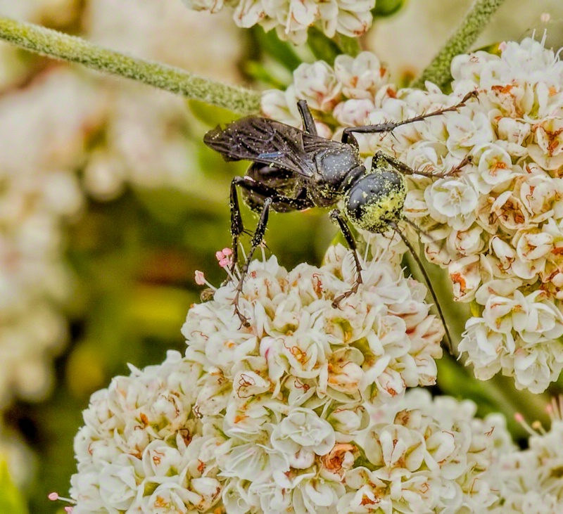 Black Pollen Wasp