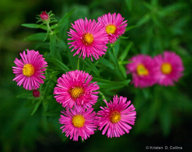 Bright Pink Asters