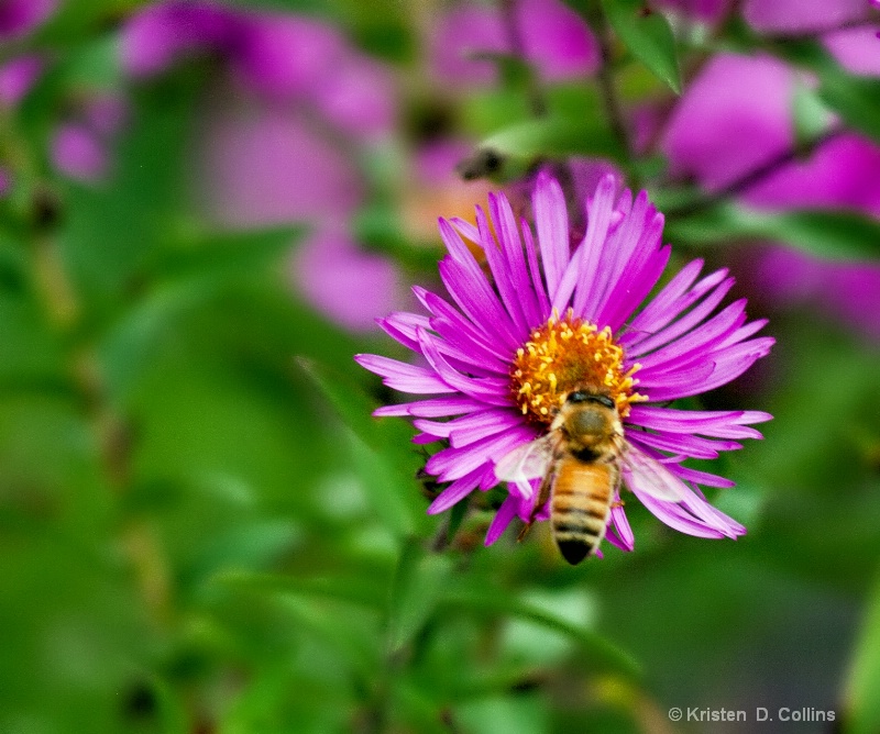 Bee in the Asters