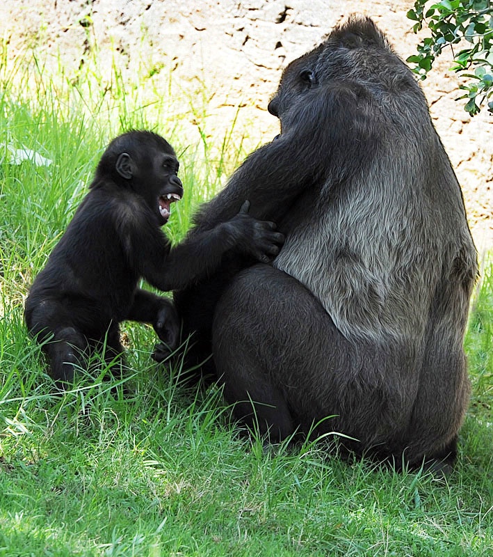 Mom,  Come on, I Wanna Play! 