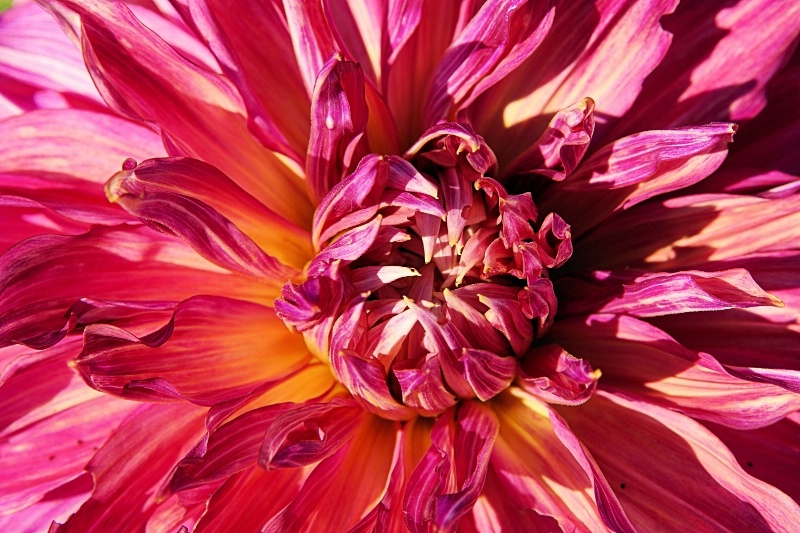 Dahlia 2012 16