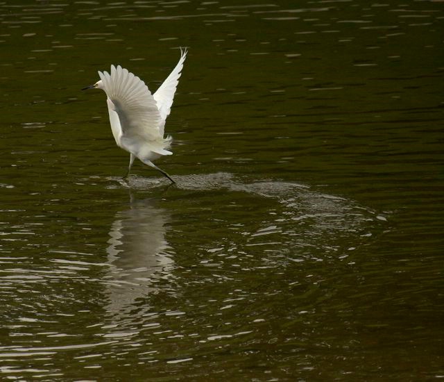 Great White Dancer