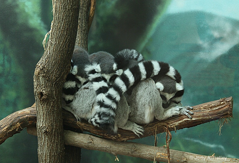 Lemurs sleeping - ID: 13401870 © Jody A. Hatley