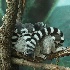 © Jody A. Hatley PhotoID # 13401870: Lemurs sleeping