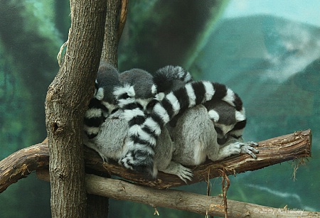 Lemurs sleeping