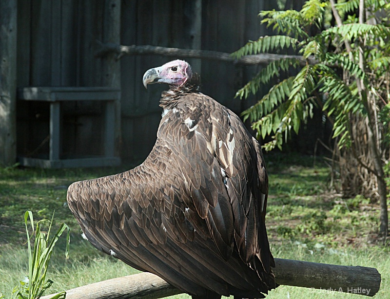 Vulture - ID: 13401876 © Jody A. Hatley