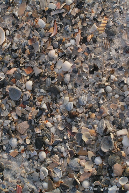 Sea Shells at the Sea Shore
