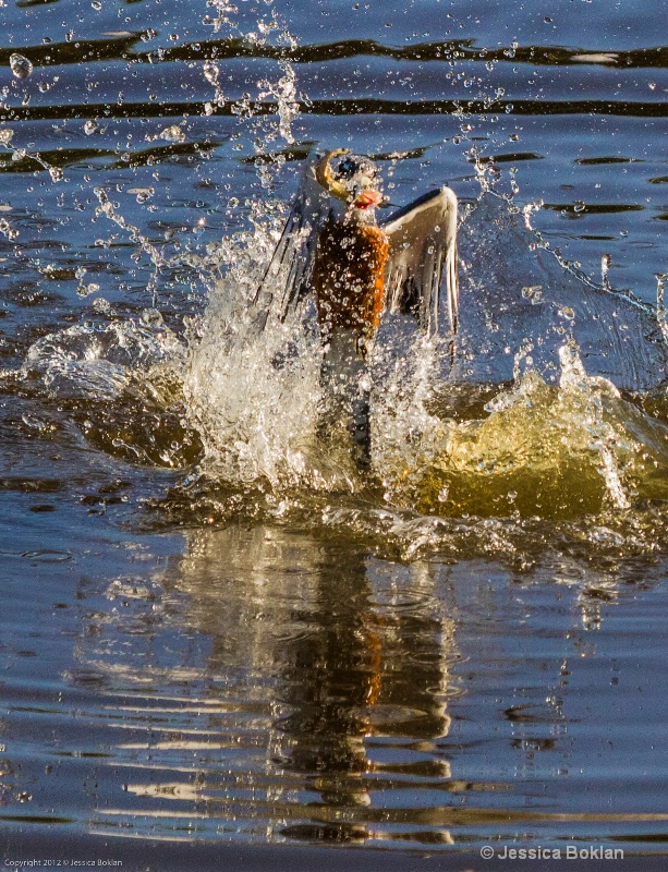 Ringed Kingfisher Fishing - ID: 13401945 © Jessica Boklan