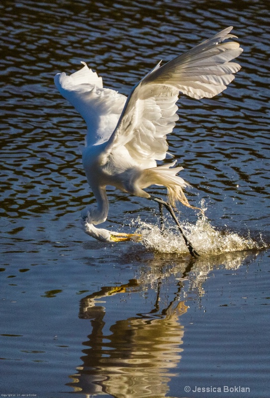 Great Egret Fishing - ID: 13401946 © Jessica Boklan