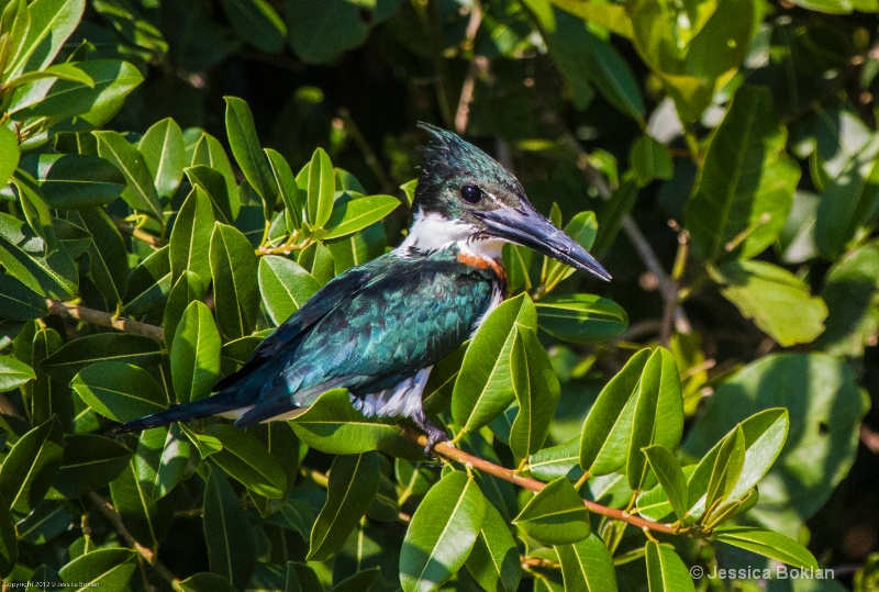 Amazon Kingfisher - ID: 13401947 © Jessica Boklan
