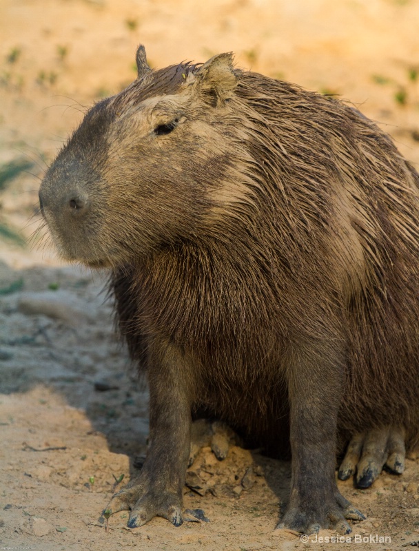 Capybara - ID: 13402024 © Jessica Boklan