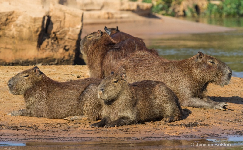 Capybara Family - ID: 13402038 © Jessica Boklan