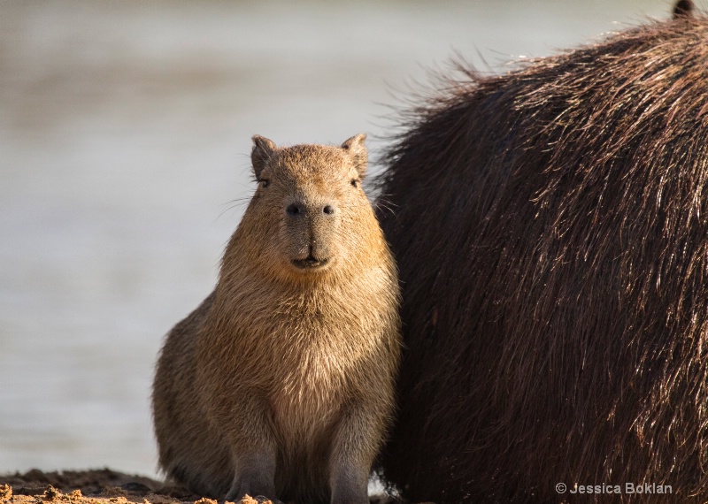 Young Capybara
