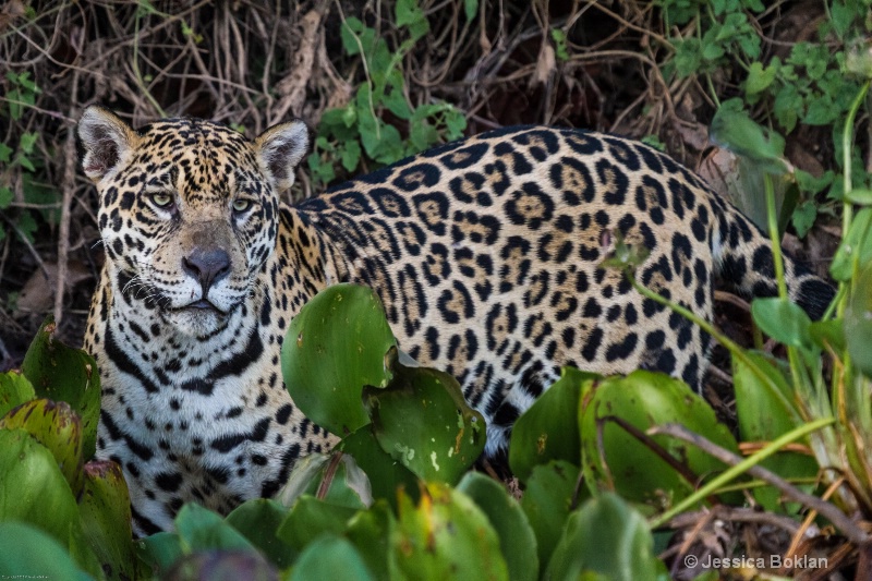 Jaguar - ID: 13402044 © Jessica Boklan