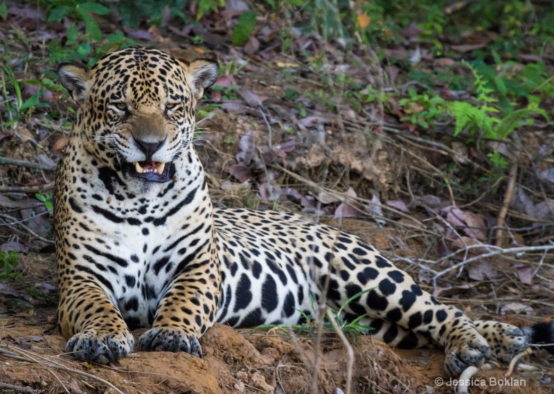 Jaguar - ID: 13402049 © Jessica Boklan