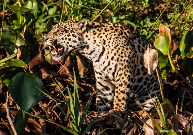 Jaguar - ID: 13402055 © Jessica Boklan