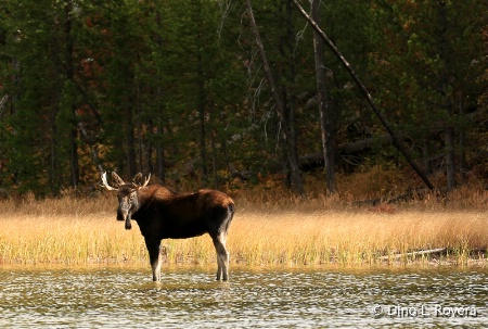 Moose Stare