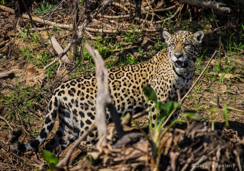 Jaguar - ID: 13402126 © Jessica Boklan