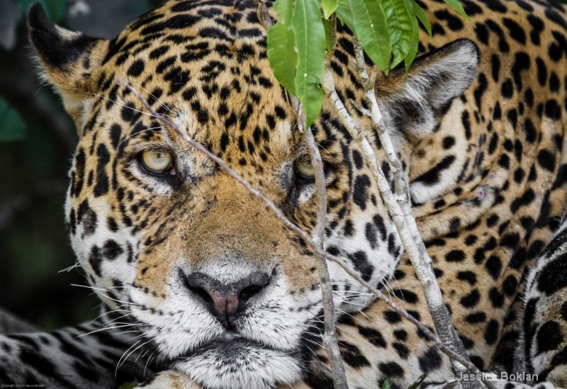 Jaguar - ID: 13402144 © Jessica Boklan
