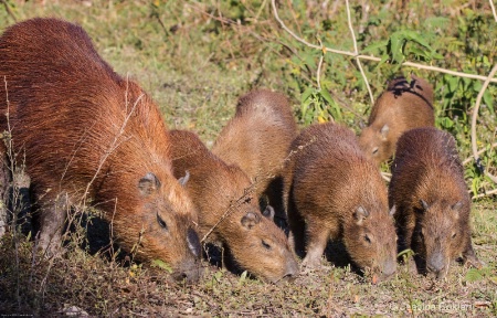 Capybara Family