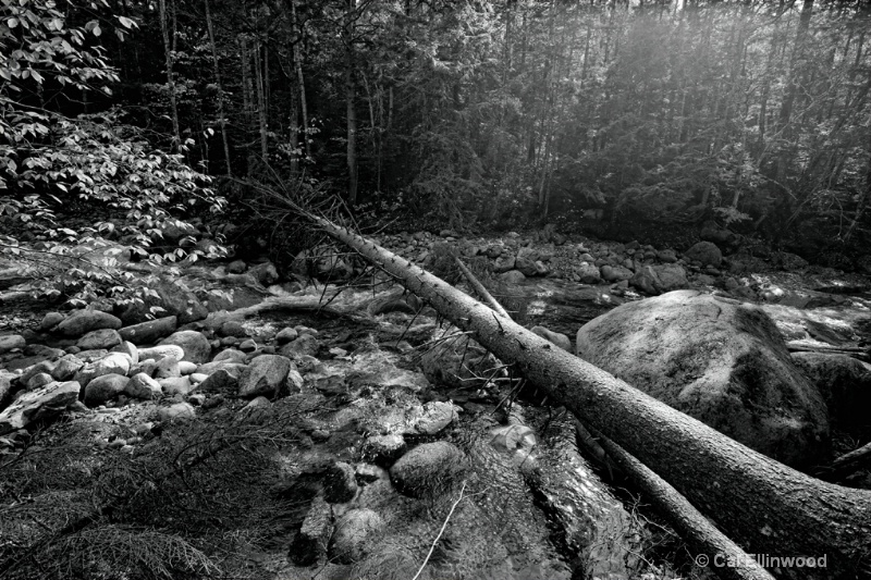 Fallen Log at Otter Creek