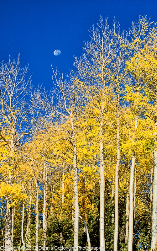 aspens-36 - ID: 13402338 © Dennis K. Cottongim