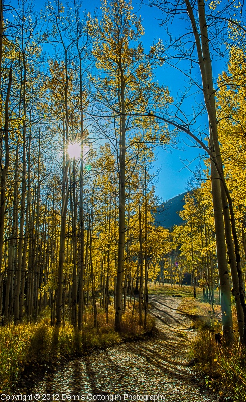 aspens-47 - ID: 13402389 © Dennis K. Cottongim