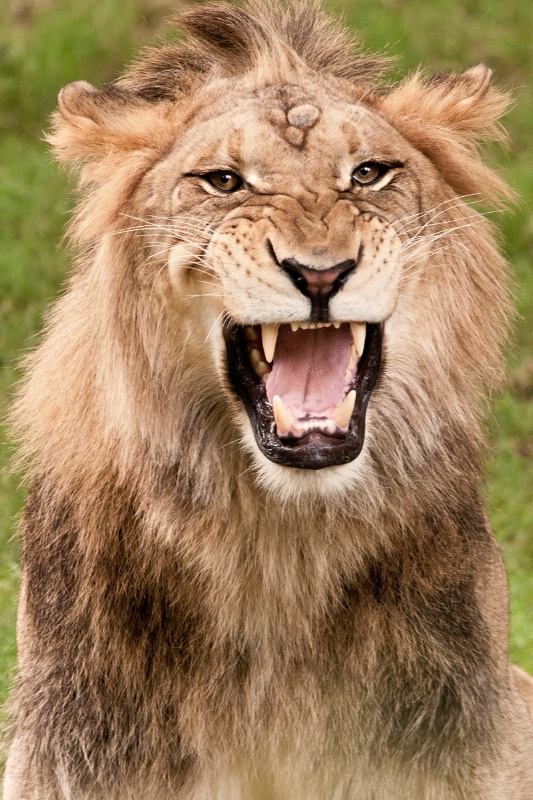 Lion Roaring