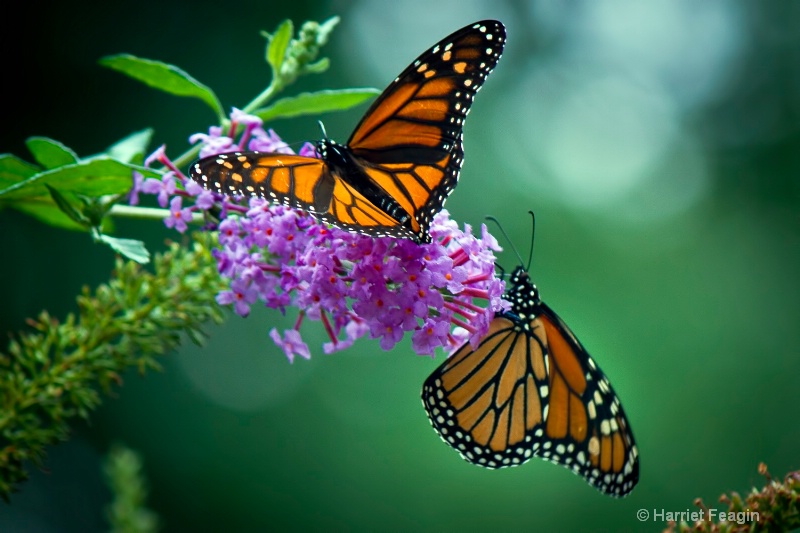  mg 1848 Butterfly Buffet 