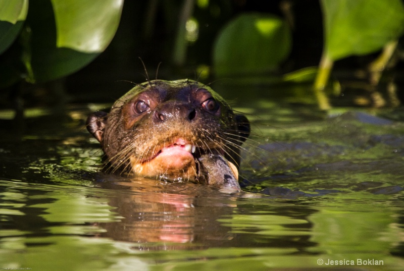 Giant River Otter with Fish - ID: 13402729 © Jessica Boklan