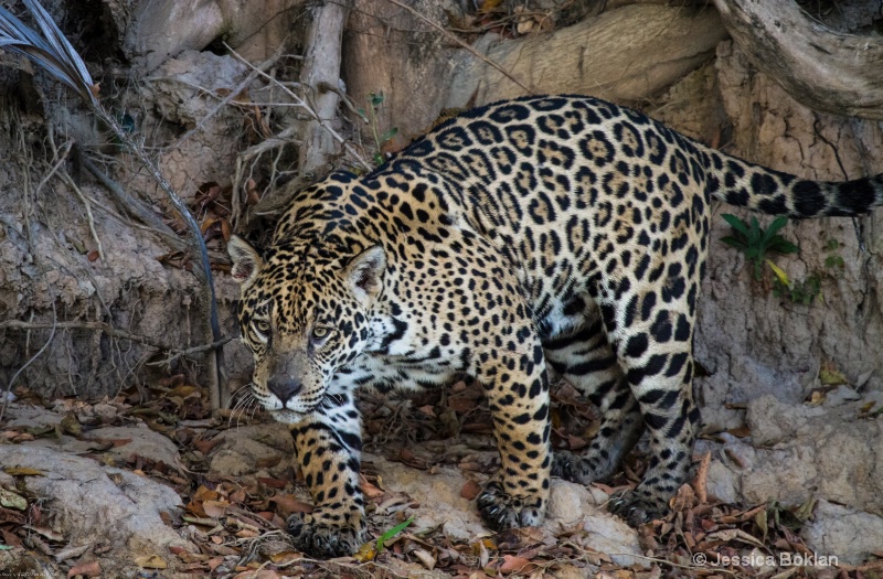 Jaguar - ID: 13403098 © Jessica Boklan