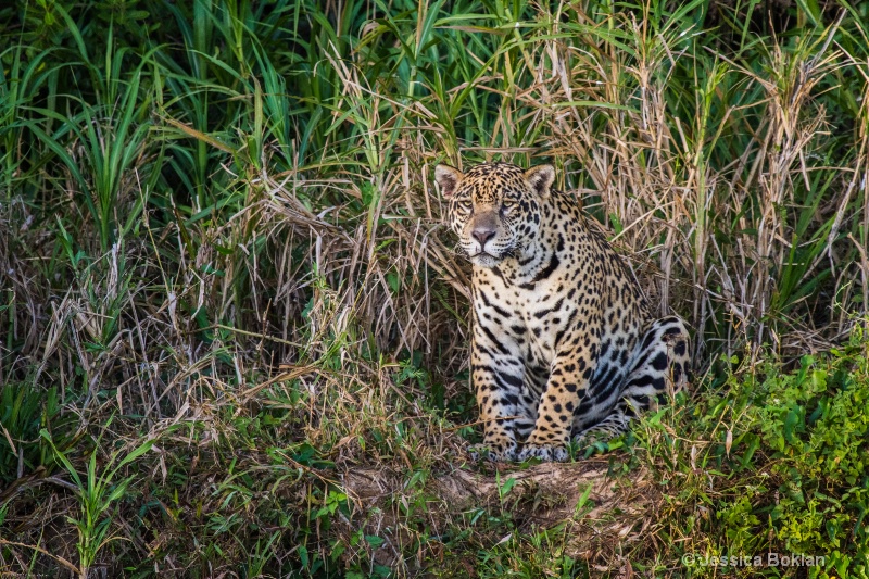 Jaguar - ID: 13403099 © Jessica Boklan