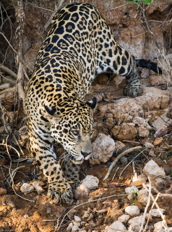 Jaguar - ID: 13403100 © Jessica Boklan