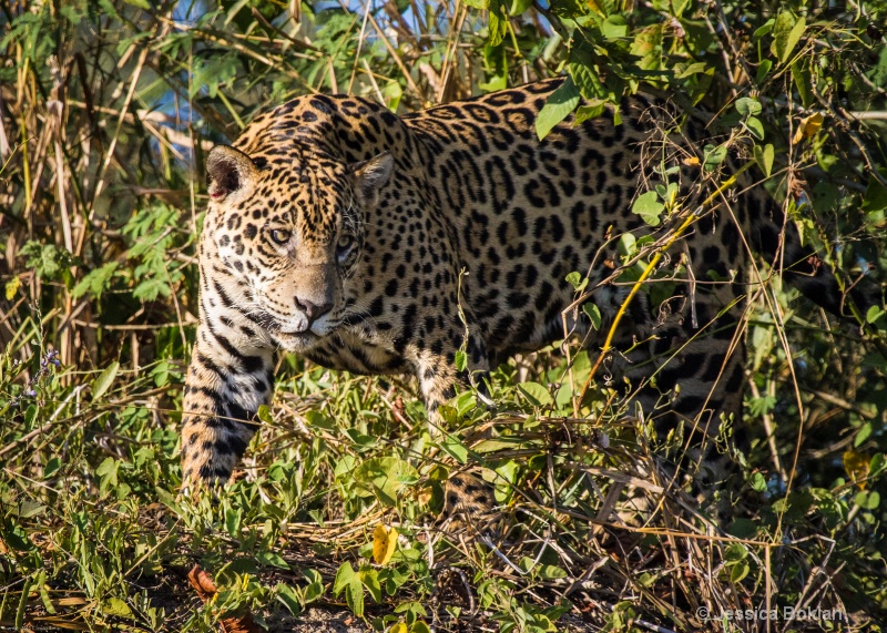 Jaguar - ID: 13403101 © Jessica Boklan