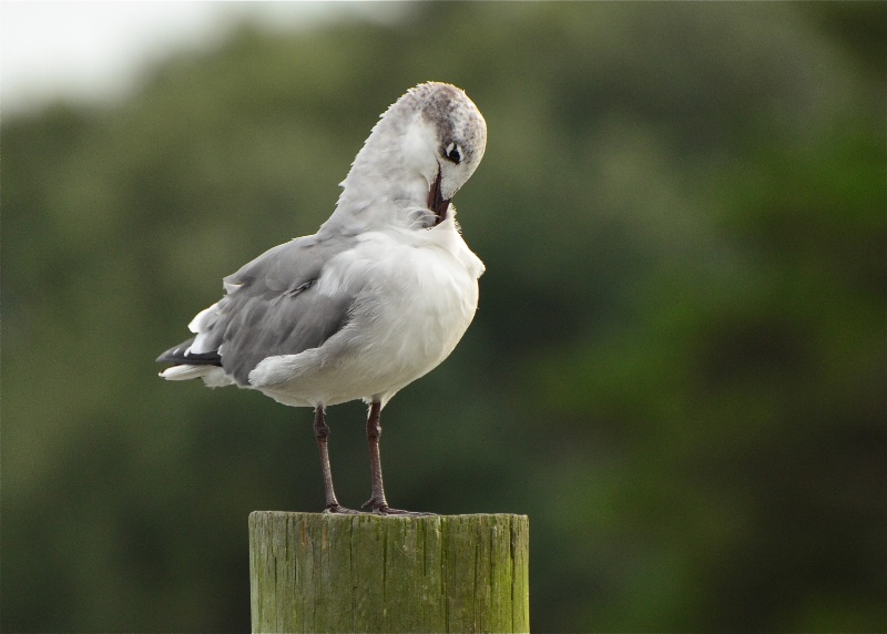 Preening Seagull