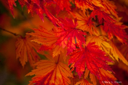 Japanese Maple Missouri Botancial Garden