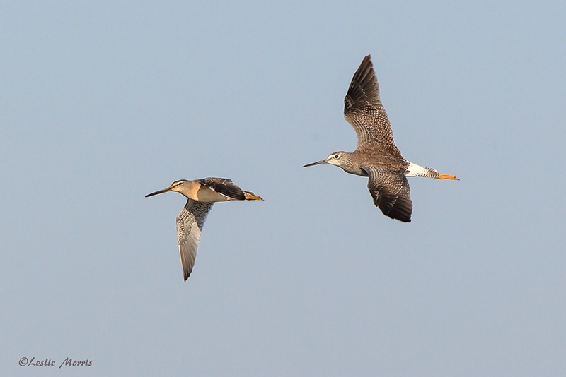 Greater Yellowlegs and Long-billed Dowitcher - ID: 13403894 © Leslie J. Morris