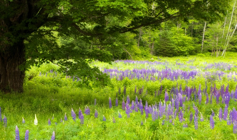Field of Lupines 2