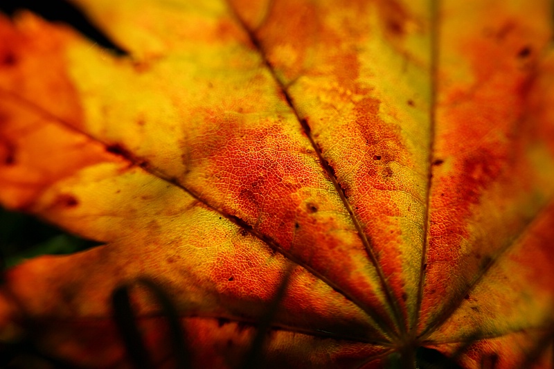 Leaf and Grass