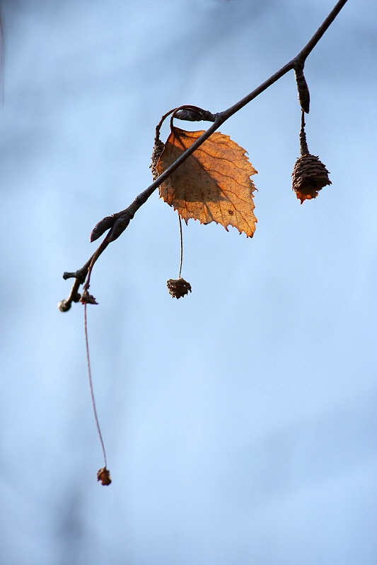 Birch leaf and fruits in winter