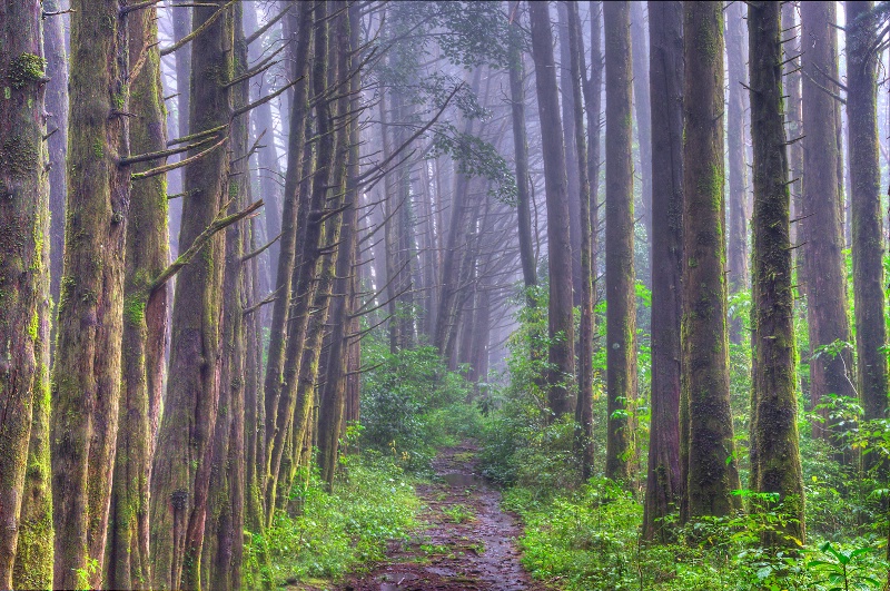 misty forest