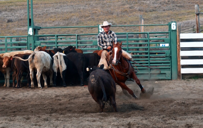 Cow  Cutting   Action