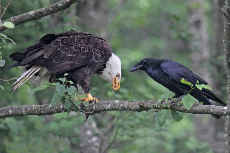 Eagle and the Raven