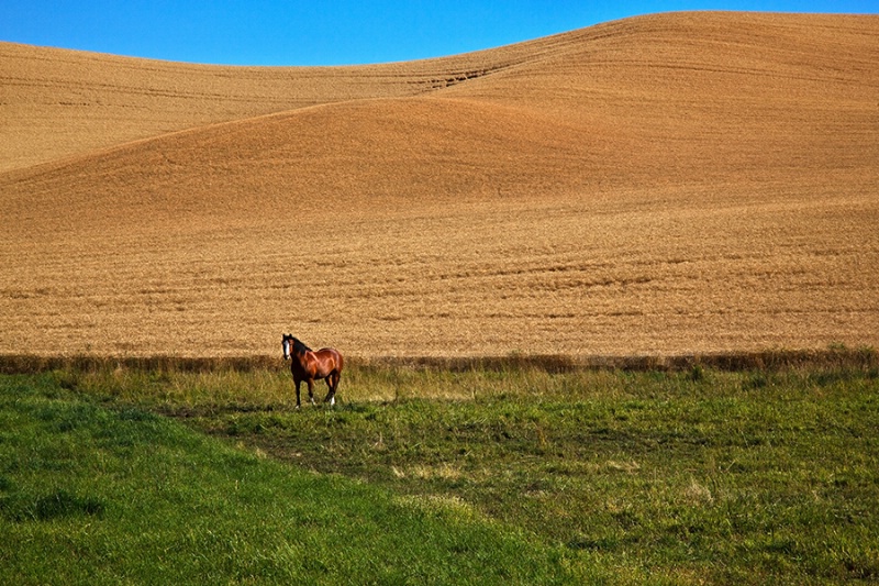 Palouse Horse  - ID: 13406274 © Patricia A. Casey