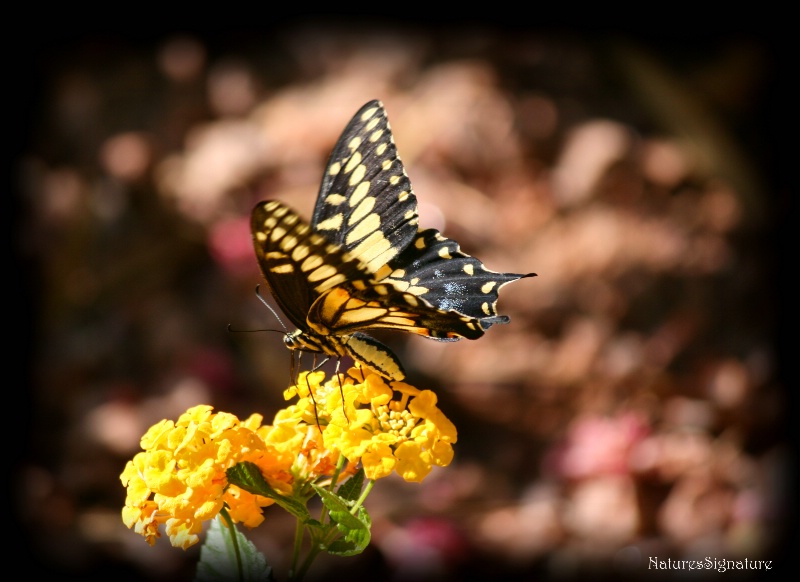 ~ On Butterfly Wings ~