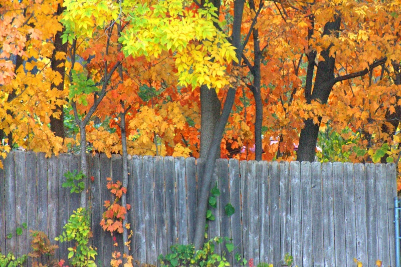 fall fence