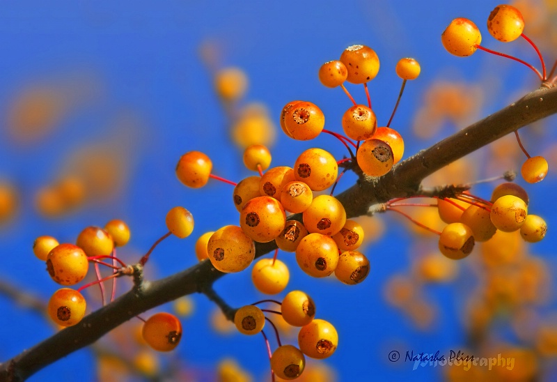 Orange and blue