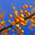 © Natasha Pliss PhotoID # 13406470: Orange and blue