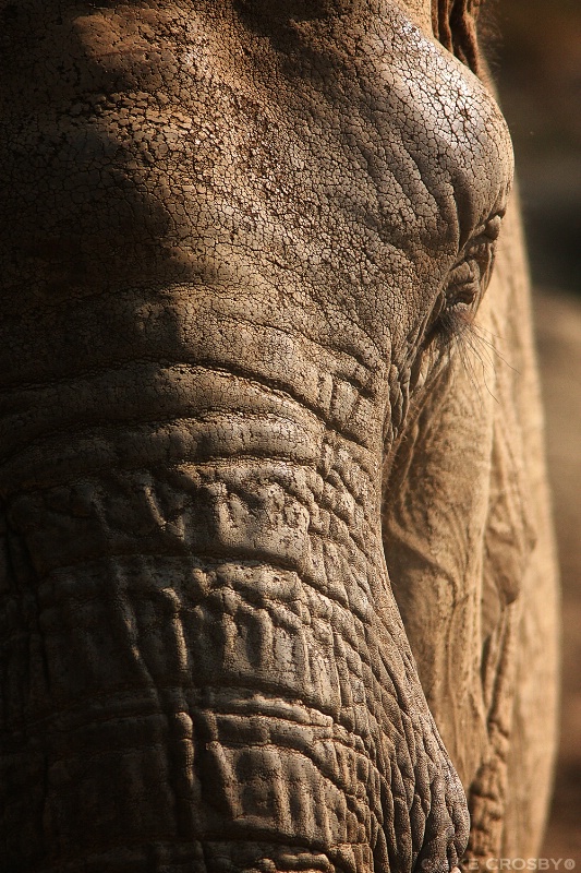 African Elephant